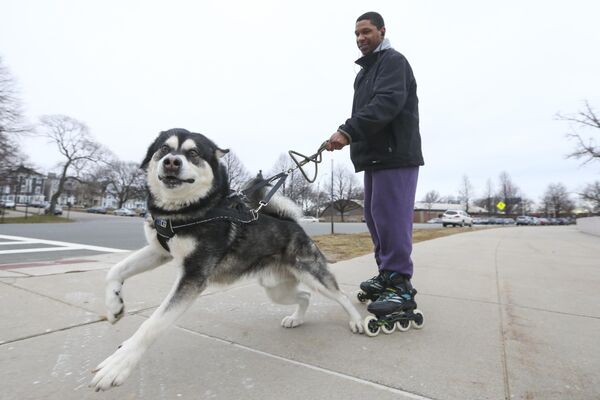 Аляскинский маламут своим названием обязан эскимосскому племени малемиутов, жившему на прибрежных территориях Аляски. Маламуты выполняли сторожевые функции, участвовали в охоте, помогали перевозить тяжелые грузы. В концу Второй мировой войны порода оказалась в шаге от вымирания –  осталось всего 30 особей. Чтобы ее возродить, селекционерам пришлось отойти от строгих стандартов. Так появились современные маламуты – с разнообразными окрасами, красивой густой шерстью и волчьей внешностью.Маламуты отличаются подвижностью, добродушием, высоким уровнем интеллекта и сильным характером. С 2010 года маламут – символ штата Аляска. - Sputnik Беларусь