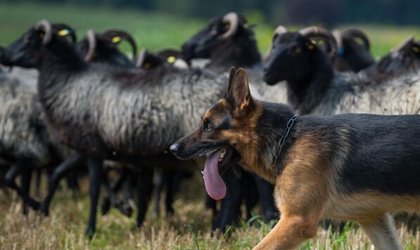 Немецкая овчарка как порода официально существует около ста лет, однако ее история насчитывает не один век. Специалисты склонны считать, что породу вывели немецкие фермеры как пастушью собаку. С уменьшением поголовья домашнего скота породе стали искать новое применение. На сегодня немецкие овчарки могут быть собакой-компаньоном, охранной, защитной, сыскной, служебной и караульной собакой. Чаще других пород используется на службе в армии, в полиции, для охраны государственных границ.Щенки немецкой овчарки легко поддаются дрессировке, в зрелом возрасте воспитание крайне затруднительно. Хорошо воспитанная немецкая овчарка – умное, смелое, уравновешенное животное с устойчивой психикой. Это собаки для одного хозяина, которому они исключительно преданны.  - Sputnik Беларусь