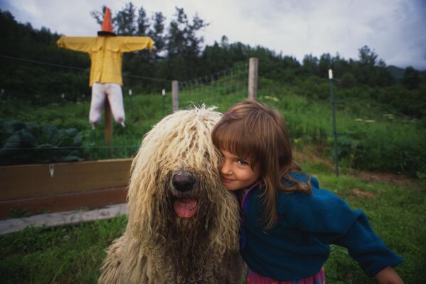 Комондор, или венгерская овчарка, – древняя порода. Это одна из самых высоких собак в мире, по одной из версий ее название произошло от итальянского &quot;cane commodore&quot;, что переводится как &quot;король собак&quot;. Долгое время собак этой породы было невозможно встретить за пределами Венгрии.Изначально использовавшиеся как пастушьи собаки, комондоры сохранили свои инстинкты охранников и при любом посягательстве на хозяина утрачивают добродушие и превращаются в отважных защитников. В целом это исключительно терпеливые и дружелюбные в общении с владельцем и его семьей собаки. Благожелательны к детям и даже кошкам. Недоверчивы к незнакомцам и бдительно охраняют свою территорию.  - Sputnik Беларусь