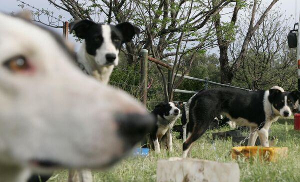 Австралийских пастушьих собак (другие названия: австралийский хилер, голубой хилер, кеттл-дог) вывели искусственно, изначально – для перегона скота на большие расстояния. Порода оформилась ближе к концу XIX века, в США впервые попала после Второй мировой войны, в Англию – в 1980-м, в Россию – в 2004-м.Выносливые, сильные, преданные хозяину, легко поддающиеся дрессировке – у породы очень много достоинств. Австралийские пастушьи собаки входят в первую десятку пород по уровню интеллекта, при этом это очень ласковые домашние питомцы. У них сильный сторожевой инстинкт. - Sputnik Беларусь