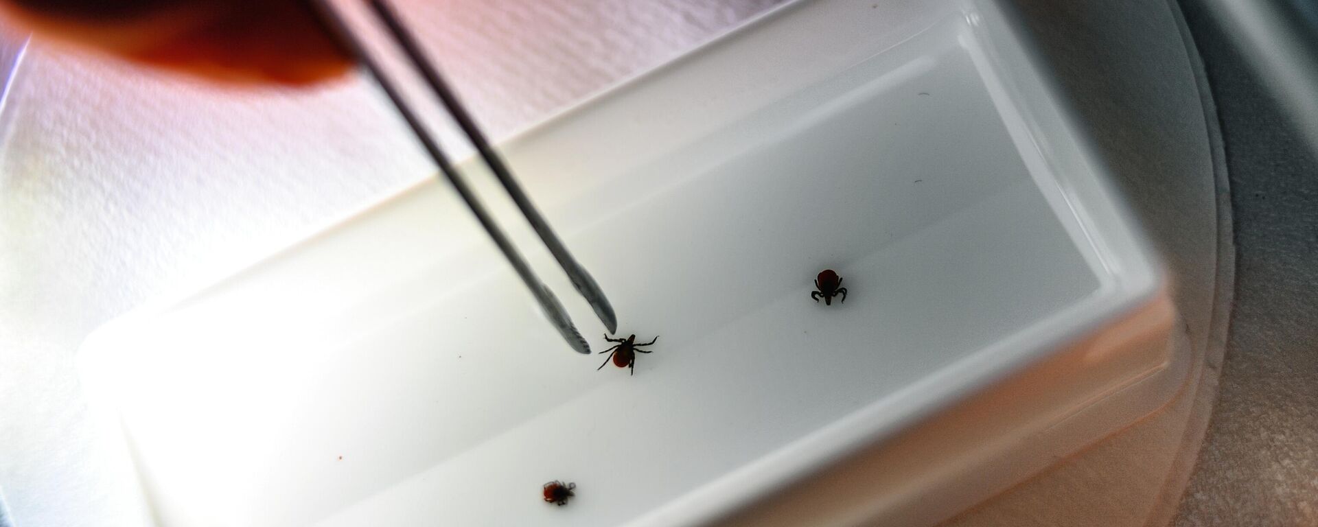 Исследование клещей на наличие вирусного энцефалита - Sputnik Беларусь, 1920, 24.07.2025