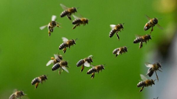 Пчелы - Sputnik Беларусь