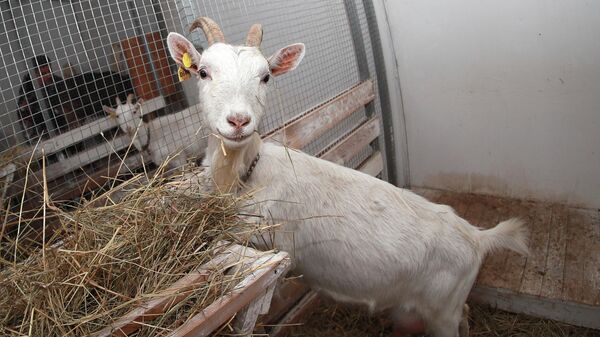 Дойная коза зааненской породы, архивное фото - Sputnik Беларусь