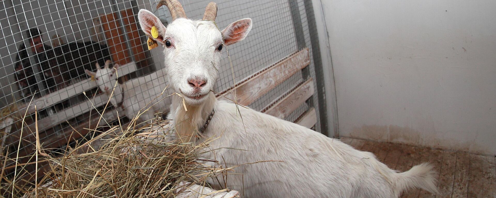 Дойная коза зааненской породы, архивное фото - Sputnik Беларусь, 1920, 08.07.2025