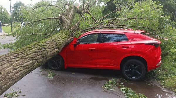 Могилев после урагана: рухнувшие щиты и деревья, оборванные провода  - Sputnik Беларусь