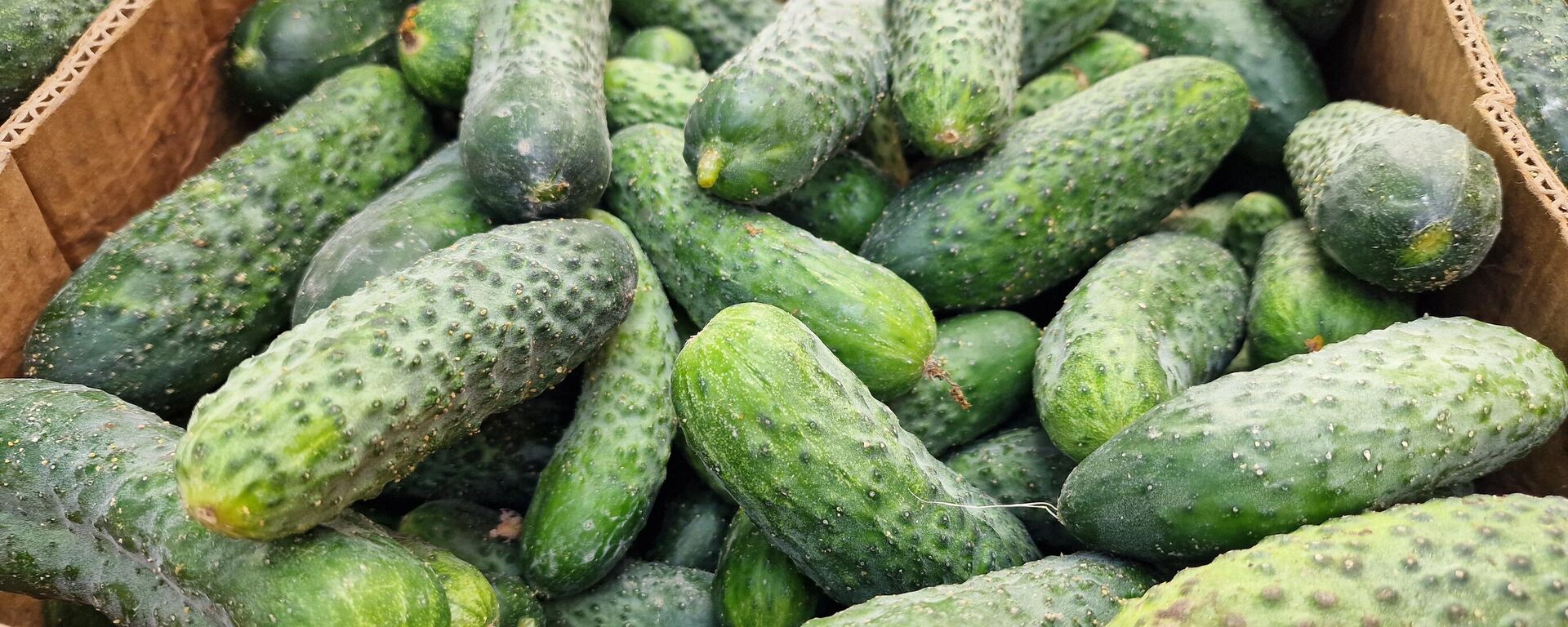 Огурцы на Комаровке - Sputnik Беларусь, 1920, 26.02.2026