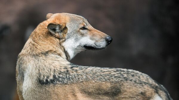 Волк - Sputnik Беларусь