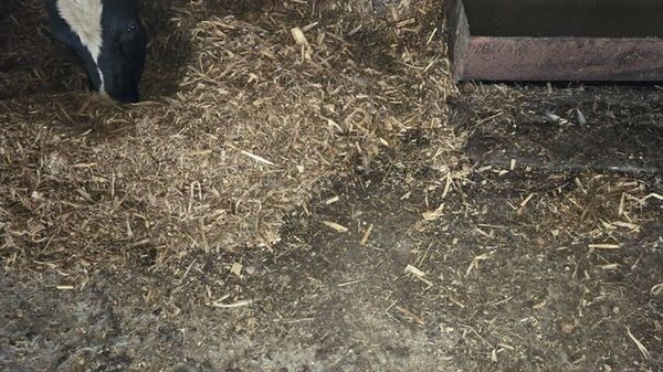  В Пинском районе бык напал на рабочего фермы - Sputnik Беларусь