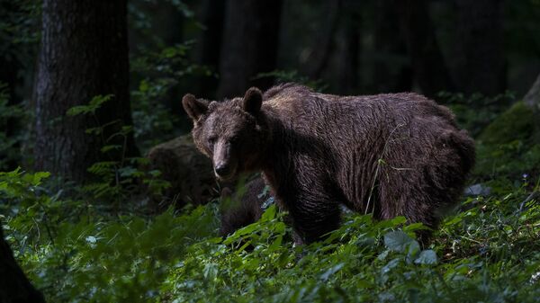 Европейский бурый медведь, архивное фото - Sputnik Беларусь