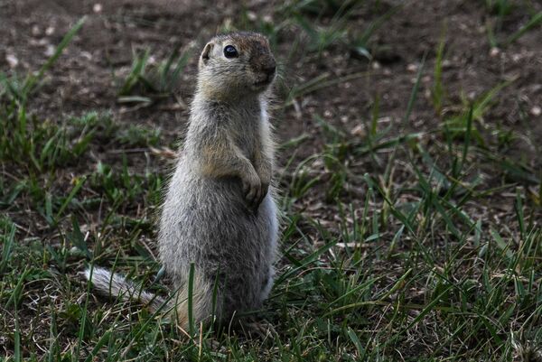 Суслик вблизи прохождения дистанции 4-го этапа &quot;Улан-Удэ - Улан-Батор&quot;. - Sputnik Беларусь