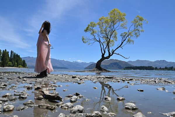 Одинокая ива, известная как дерево Ванака, в Ванаке, Новая Зеландия, – одно из самых фотографируемых деревьев в стране и символ новозеландского туризма. - Sputnik Беларусь