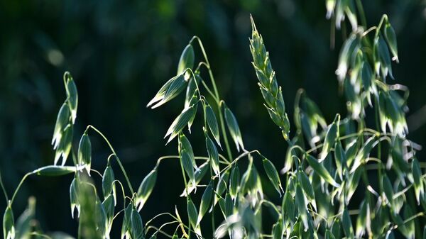 Овес, архивное фото - Sputnik Беларусь