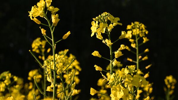 Рапс, архивное фото - Sputnik Беларусь