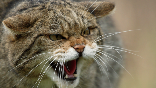 На Припять вернулся хищник, которого не видели в Беларуси почти век  - Sputnik Беларусь