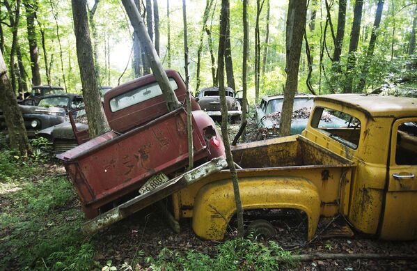 Дерево прорастает сквозь кузов пикапа, стоящего на Old Car City, крупнейшей в мире известной свалке классических автомобилей, США. - Sputnik Беларусь