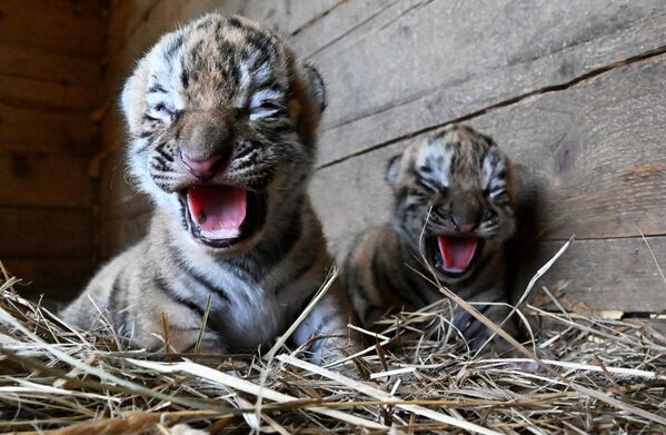 Детеныши амурского тигра в приморском зоопарке &quot;Чудесный&quot;.  - Sputnik Беларусь