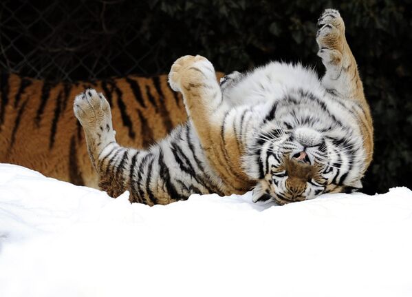 Амурский тигр Тинка в зоопарке в Швейцарии. - Sputnik Беларусь