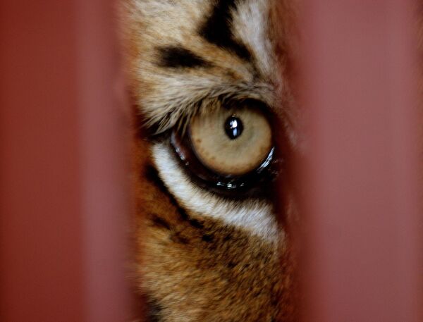 Южно-китайский тигр в клетке в международном аэропорту по дороге в заповедник долины Лаоху, ЮАР. - Sputnik Беларусь