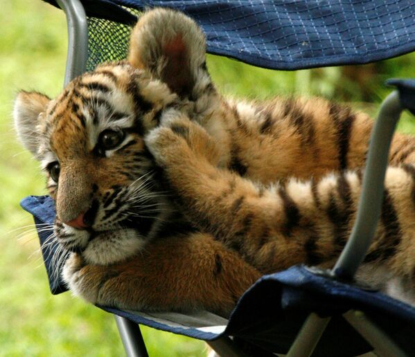 Трехмесячный амурский тигренок отдыхает в Питтсбургском зоопарке. - Sputnik Беларусь