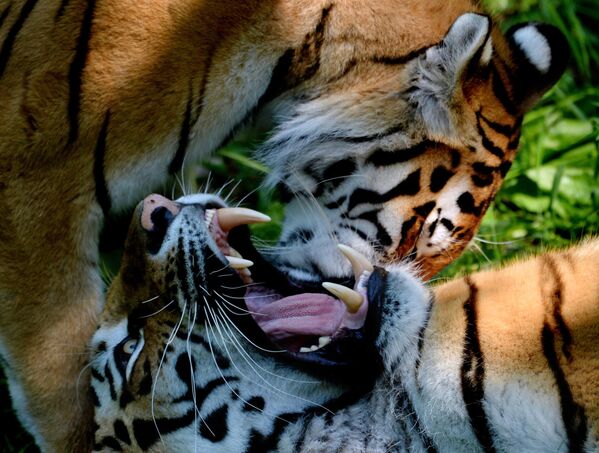 Амурские тигры Амур и Уссури во время Медовой недели в Приморском сафари-парке - Sputnik Беларусь