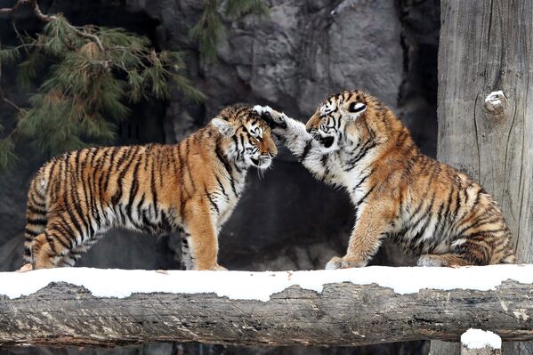 Амурские тигрята в зоопарке в Южной Корее. - Sputnik Беларусь