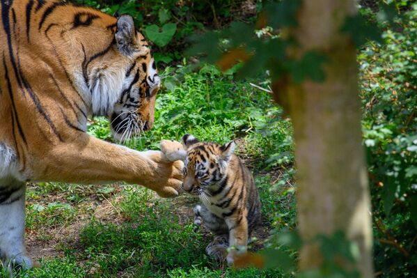 Мать-тигрица помогает одному из своих тигрят встать на ноги. - Sputnik Беларусь