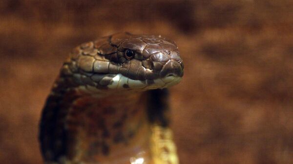 Кобра, архивное фото - Sputnik Беларусь
