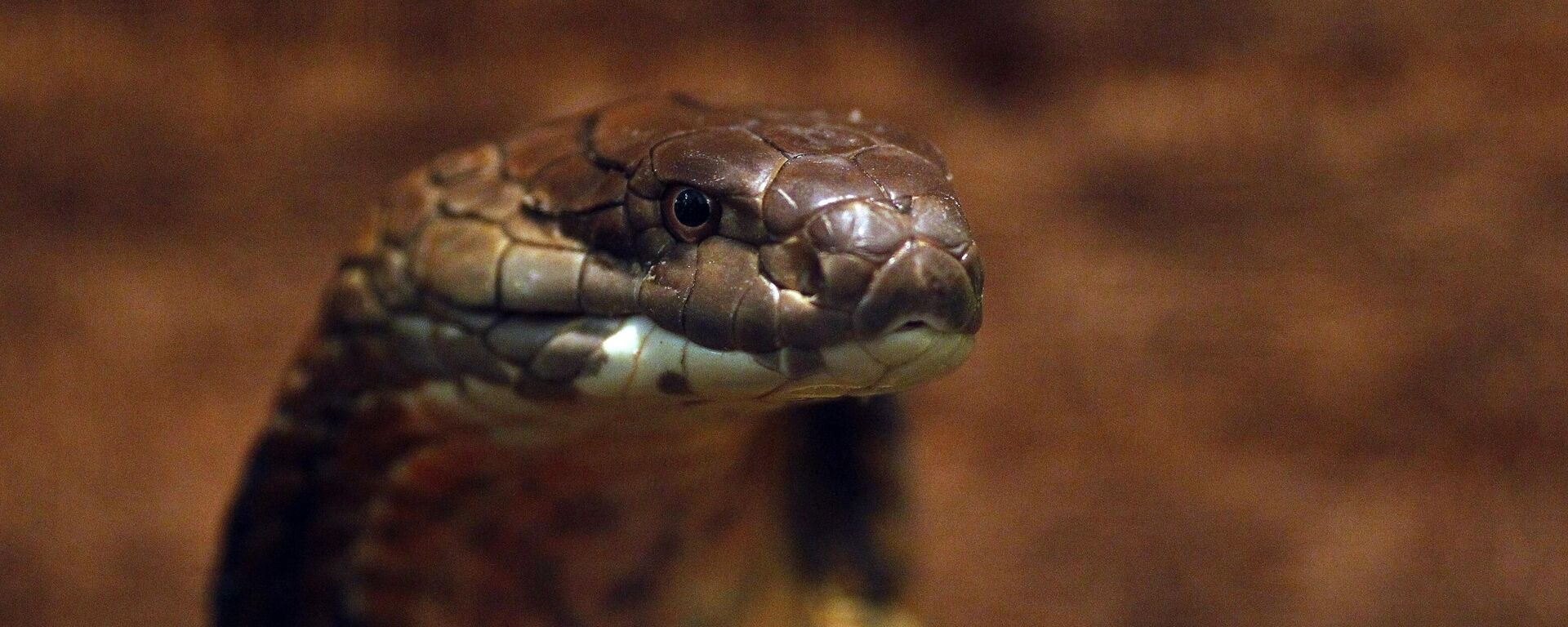 Кобра, архивное фото - Sputnik Беларусь, 1920, 29.07.2025