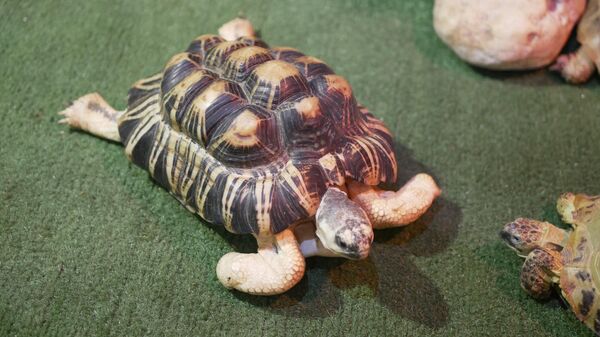 Лучистая черепаха - Sputnik Беларусь