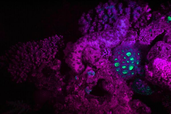Жывыя істоты з біялюмінесцэнцыяй. Жывыя істоты з біялюмінесцэнцыяй. - Sputnik Беларусь