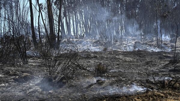 Лесной пожар, архивное фото - Sputnik Беларусь