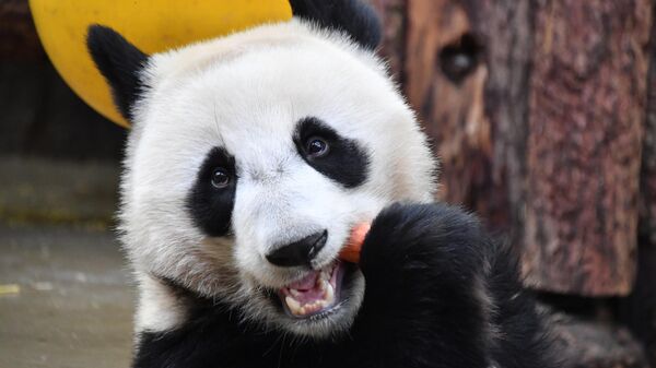 Панда Катюша в вольере Московского зоопарка. - Sputnik Беларусь