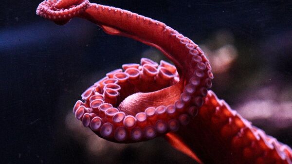 Осьминог - Sputnik Беларусь