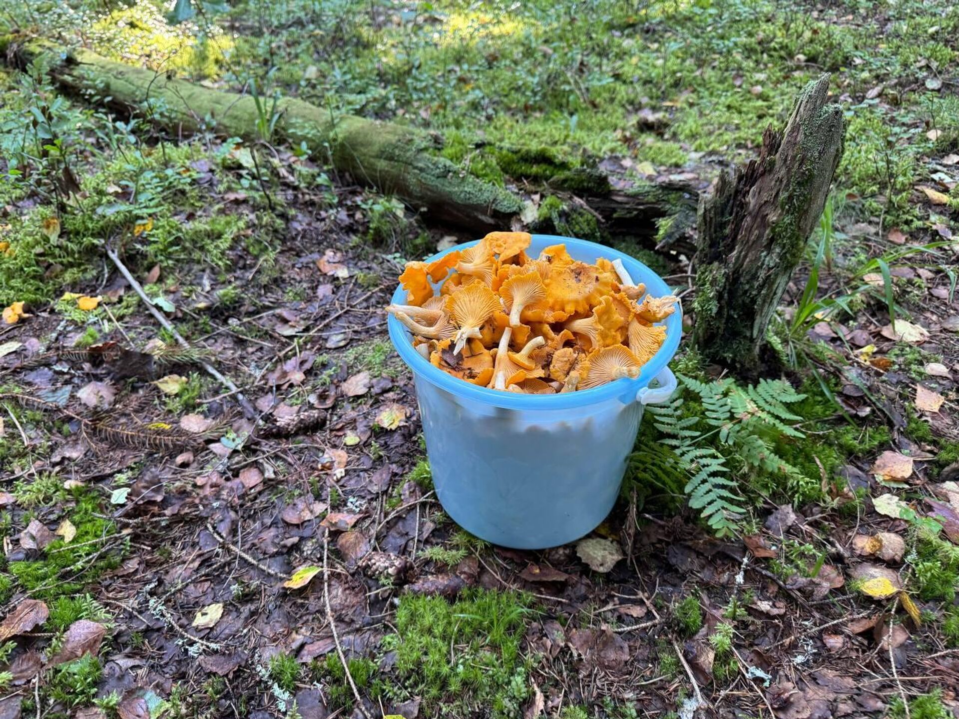 Ведро с лисичками - Sputnik Беларусь, 1920, 05.08.2025