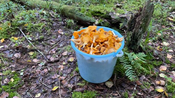 Ведро с лисичками - Sputnik Беларусь