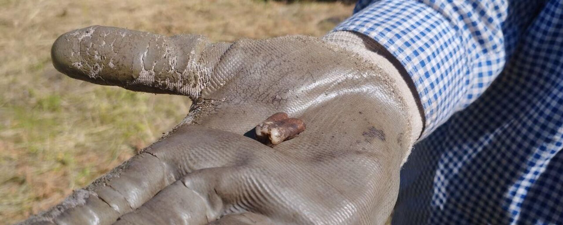 Знойдзены на раскопках зуб чалавека - Sputnik Беларусь, 1920, 09.08.2025