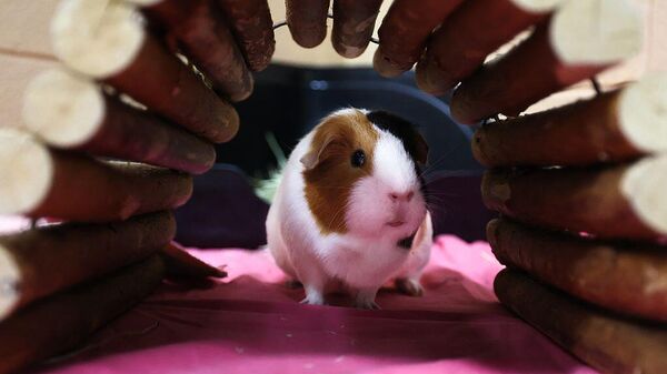 Морская свинка - Sputnik Беларусь