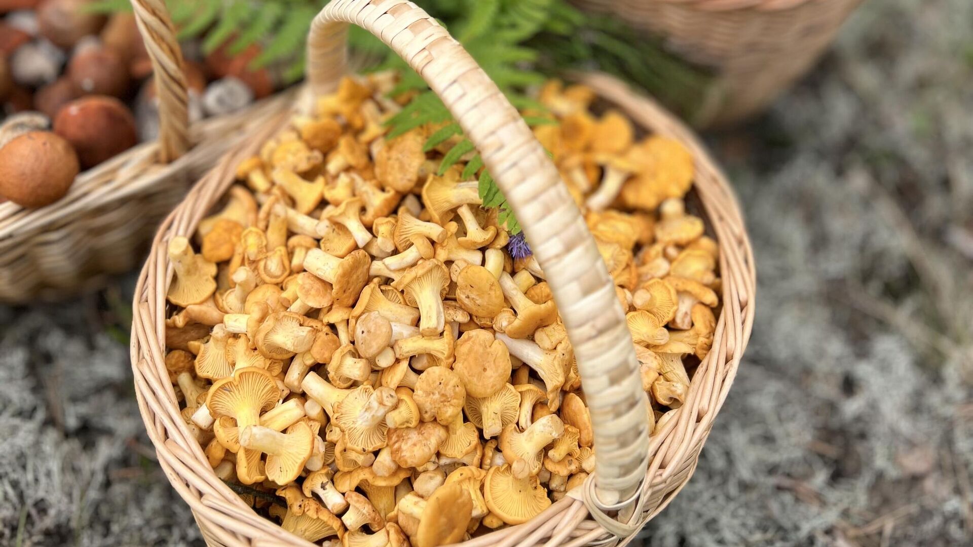 Корзины с грибами Корзины с грибами - Sputnik Беларусь, 1920, 06.08.2025