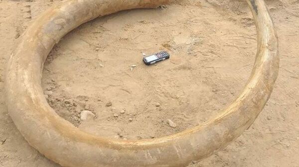 Найденный бивень мамонта - Sputnik Беларусь