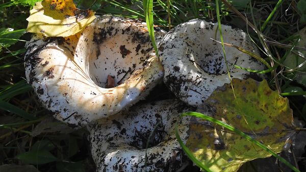 Грузди - Sputnik Беларусь