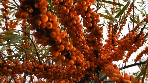 Облепиха - Sputnik Беларусь