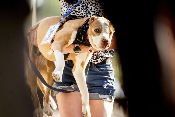 Участник конкурса на звание самой уродливой собаки в мире. - Sputnik Беларусь