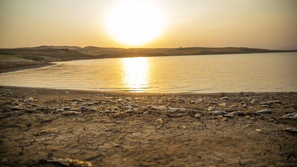 Мертвые рыбы вдоль реки Сирван в Ираке - Sputnik Беларусь