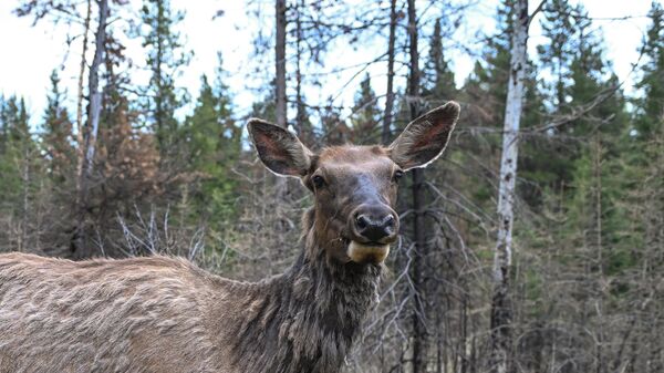 Лось, архивное фото - Sputnik Беларусь