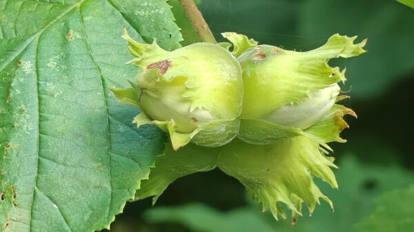 Орешник - Sputnik Беларусь