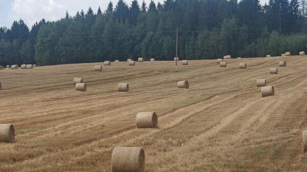 Сено на полях - Sputnik Беларусь