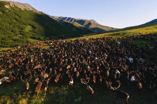 Снимок стада северных оленей фотографа Андрея Белавина, представленный на фотовыставке С высоты птичьего полета - Sputnik Беларусь