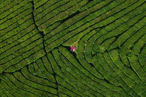 Снимок чайной плантации в Мацесте фотографа Андрея Белавина, представленный на фотовыставке С высоты птичьего полета - Sputnik Беларусь