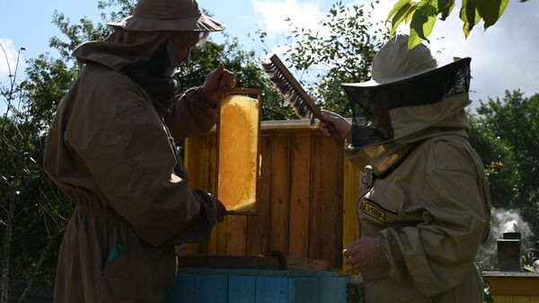 Пчеловодство в Беларуси - Sputnik Беларусь