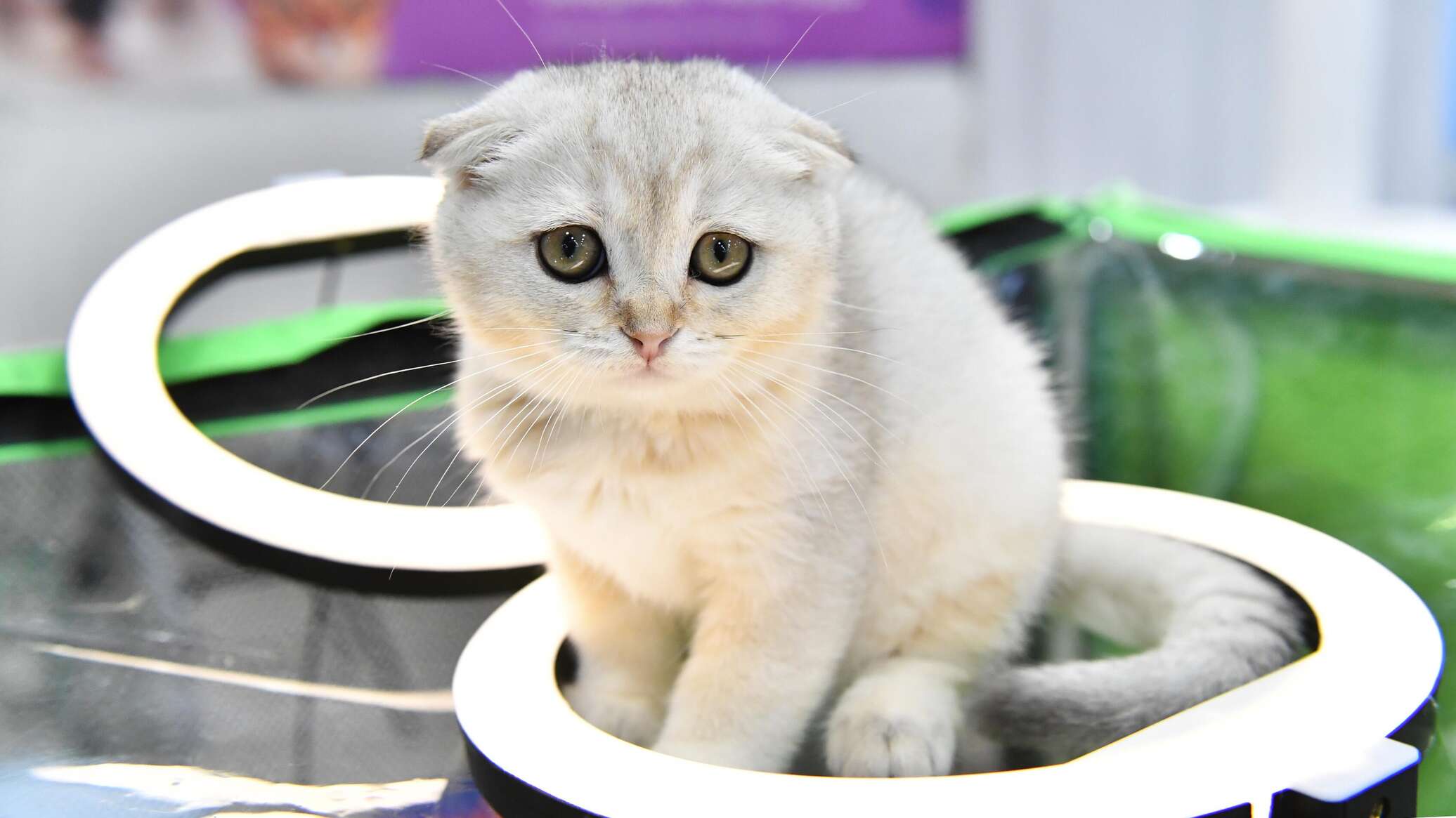 Украина хочет запретить котам мяукать по-русски Украина хочет запретить котам мяукать по-русски